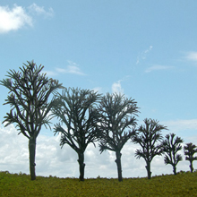 model trees